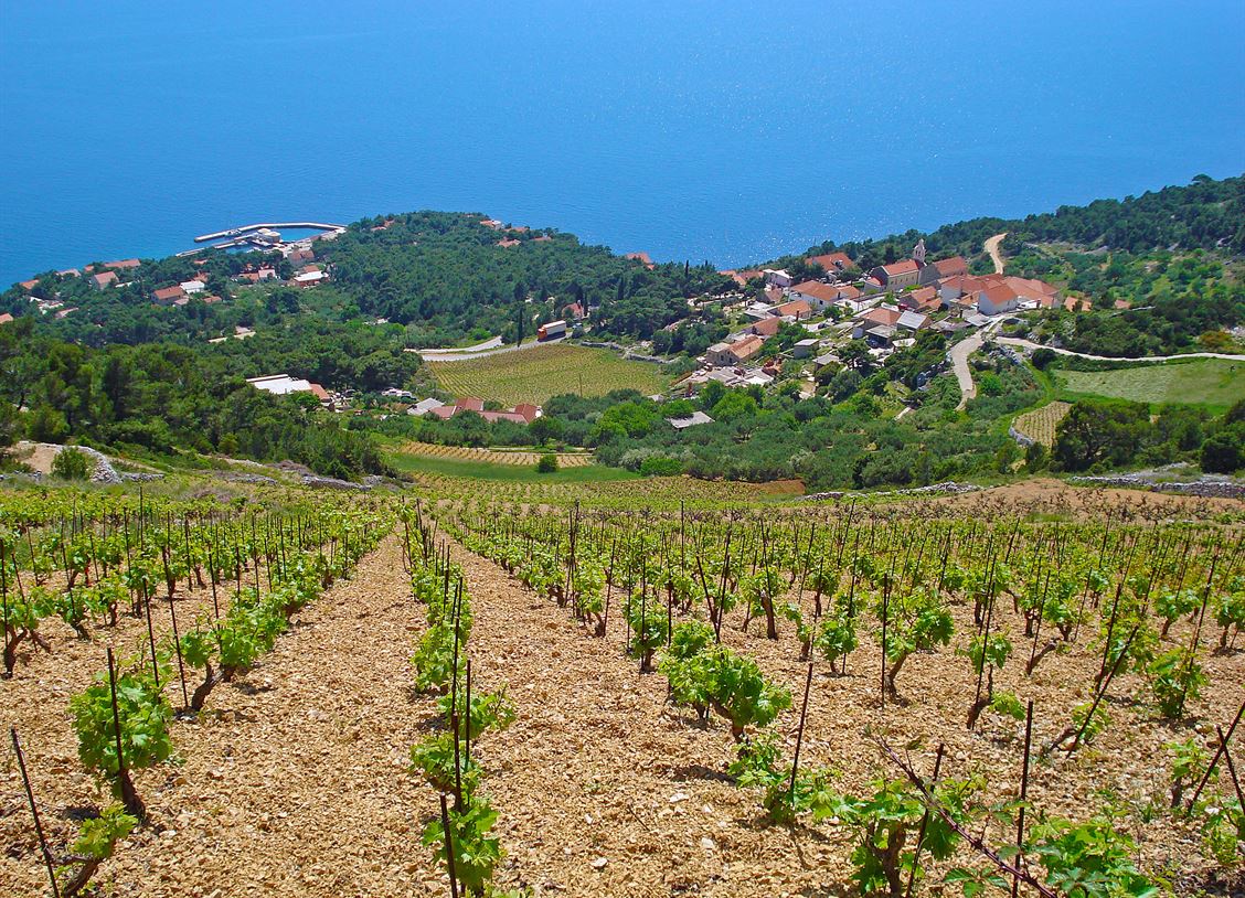 view; vineyard